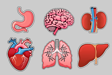 A set of stickers: human internal organs. stomach, brain, lungs, heart, liver and kidneys