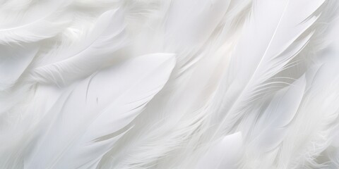White feathers, down feathers, background, chicken, bird feathers