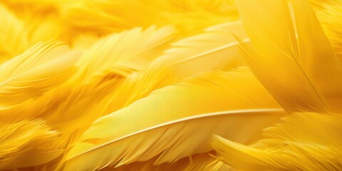 Yellow feathers, down feathers, background, chicken, bird feathers