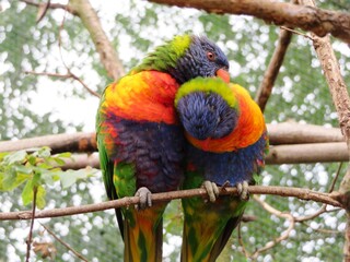 pair of rainbow lorikeet in the tree