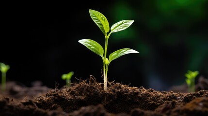 Small Plant sapling growing global warming concept