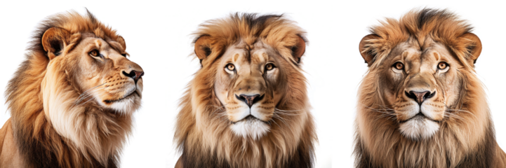 Lion close up, front view with transparent background, smooth blur edge, Generative AI Technology