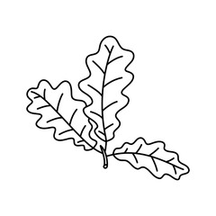 Fototapeta premium Sketch doodle drawing oak leaves, lace quercus leaf vector illustration isolated on white background