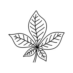 Simple doodle outline leaf of chestnut tree. Vector illustration, isolated on a white background