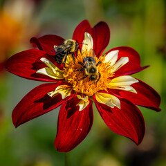 bees on flower
