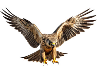 Obraz premium Peregrine Falcon Talon Strike, No Background, Transparent
