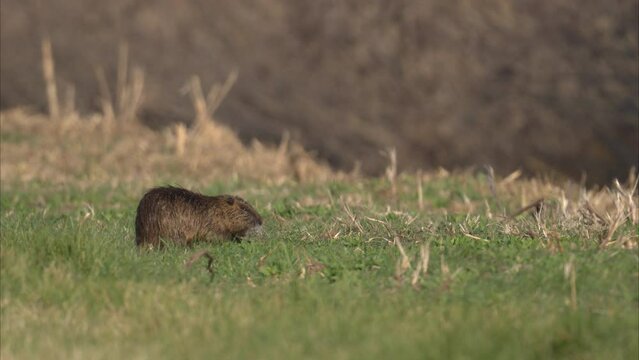A nutria walking near water and looking for food