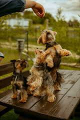 trzy pieski w typie yorka siedzą na ławce wykonują sztuczki aby otrzymać nagrodę © ZiraPhoto