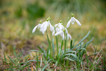a cluster of snowdrops growing in the springtime