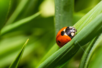 A ladybug climbing on a blade of grass

