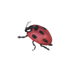 watercolor red ladybug, beautiful beetle, insects with wings,