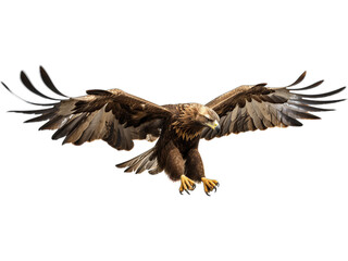 Fototapeta premium Golden Eagle Hunting, No Background