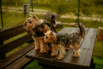 trzy pieski w typie yorka siedzą na ławce wykonują sztuczki aby otrzymać nagrodę © ZiraPhoto