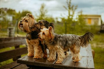 trzy pieski w typie yorka siedzą na ławce wykonują sztuczki aby otrzymać nagrodę © ZiraPhoto