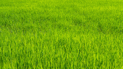 Green grass in the rainy season.