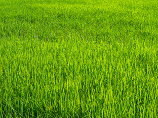 Green grass in the rainy season.