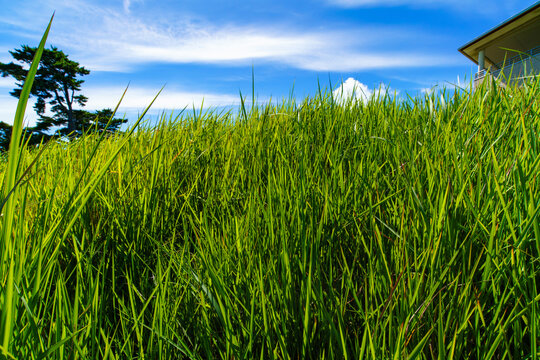 おしか御番所公園展望台の生い茂る草