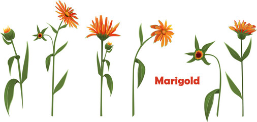 Pot marigold (Calendula officinalis), set of flowers with leaves. Horizontal autumn's border, panoramic view, realistic illustration in watercolor style on white background, vector