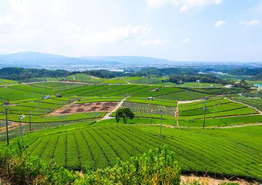 Panoramic view of tea plantations, Kyushu region, Yame, Japan