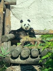 panda is sitting and eating a bamboo branch