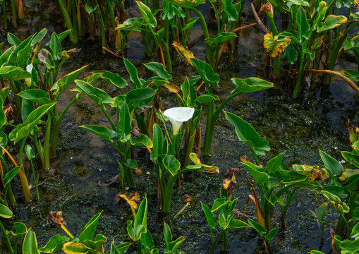 Field of white calla lily flowers at Zhu Zi Hu aka Bamboo lake, Beitou, Taipei, Taiwan