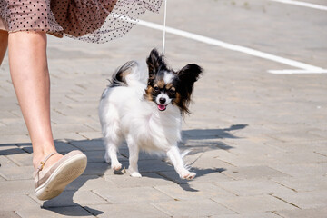 A cheerful Purebred dog Papillon runs with great joy next to a handler, a female trainer