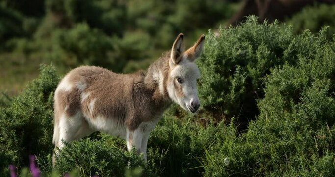 Young Irish donkey, the New Forest, Hampshire, England