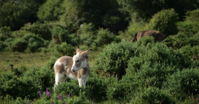 Young Irish donkey, the New Forest, Hampshire, England