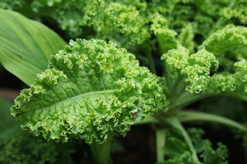 Close up of green curly kale plant in a vegetable garden, Green kale leaves, one of the super foods, beneficial for health lovers. High in antioxidants