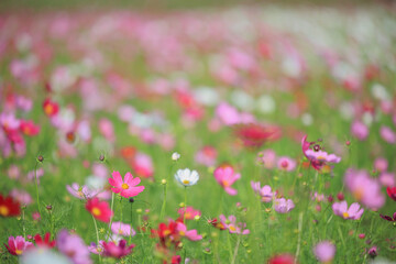 cosmos Flower