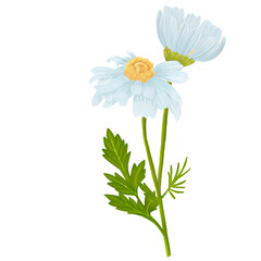 Daisy Flower with stalk in PNG File. Draw and color in procreate.