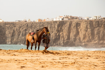 horse on the beach - 649778266