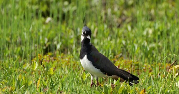 Northern lapwing in the New Forest, Hampshire, England, UK
