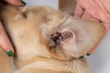 Checking labrador ear