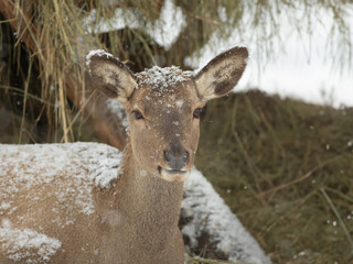 portrait of a deer female  on a background of dry hay in winter