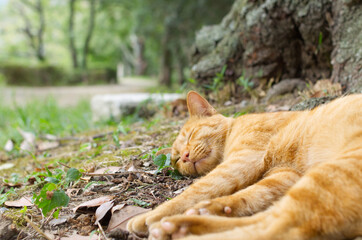 Cat taking a nap