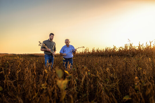 Two farmers walking in a field examining soy crop at sunset before harvest.