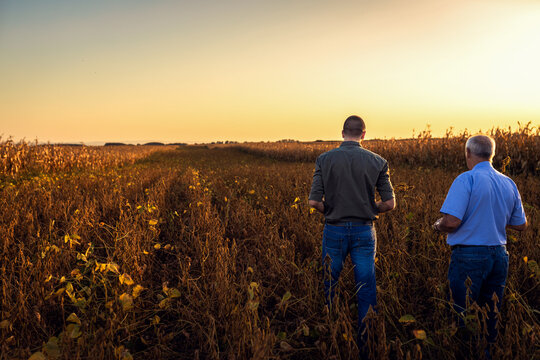 Rear view of two farmers walking in a field examining soy crop.