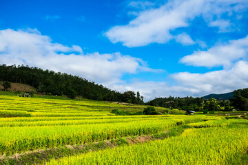 Fototapeta na wymiar green rice field and sky