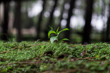 green moss in the forest