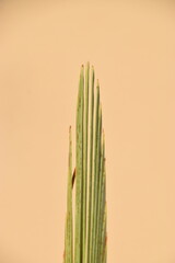 Check out the four kinds of lollav that the Jews take in Sukkot