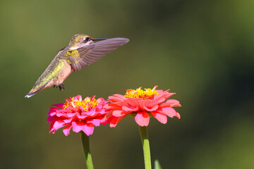 Ruby throated hummingbird flying around pink Zenia flower. 