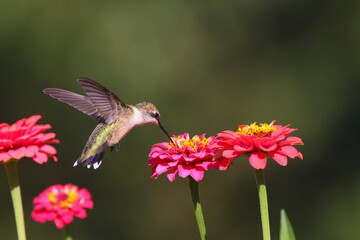 Ruby throated hummingbird flying around pink Zenia flower. 