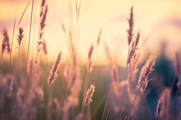 Wild grass in the forest at sunset. Abstract summer nature background. - obrazy, fototapety, plakaty
