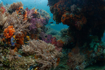 Naklejka na ściany i meble Soft corals thrive on a convoluted coral reef in Raja Ampat, Indonesia. This remote region harbors extraordinary marine biodiversity and is known for awesome scuba diving and snorkeling.