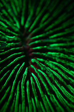 A mushroom coral, Fungia sp., fluoresces while under blue light. Fluorescence occurs when UV or blue light excites electrons in fluorescent proteins and the light is reemitted as a new color.
