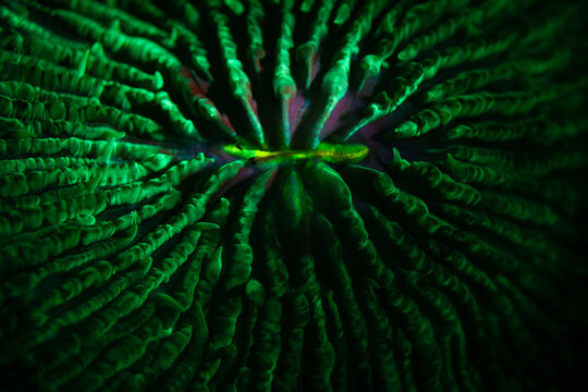 A mushroom coral, Fungia sp., fluoresces while under blue light. Fluorescence occurs when UV or blue light excites electrons in fluorescent proteins and the light is reemitted as a new color.