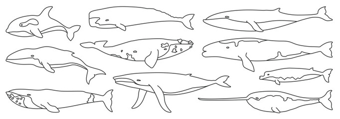 Sea whale vector outline set icon. Vector illustration marine animal of whale. Isolated outline icon of sea animal on white background. © Svitlana