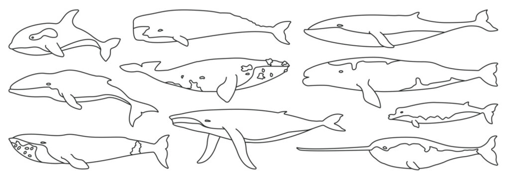 Sea whale vector outline set icon. Vector illustration marine animal of whale. Isolated outline icon of sea animal on white background.
