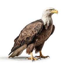 Eagle on White background, HD